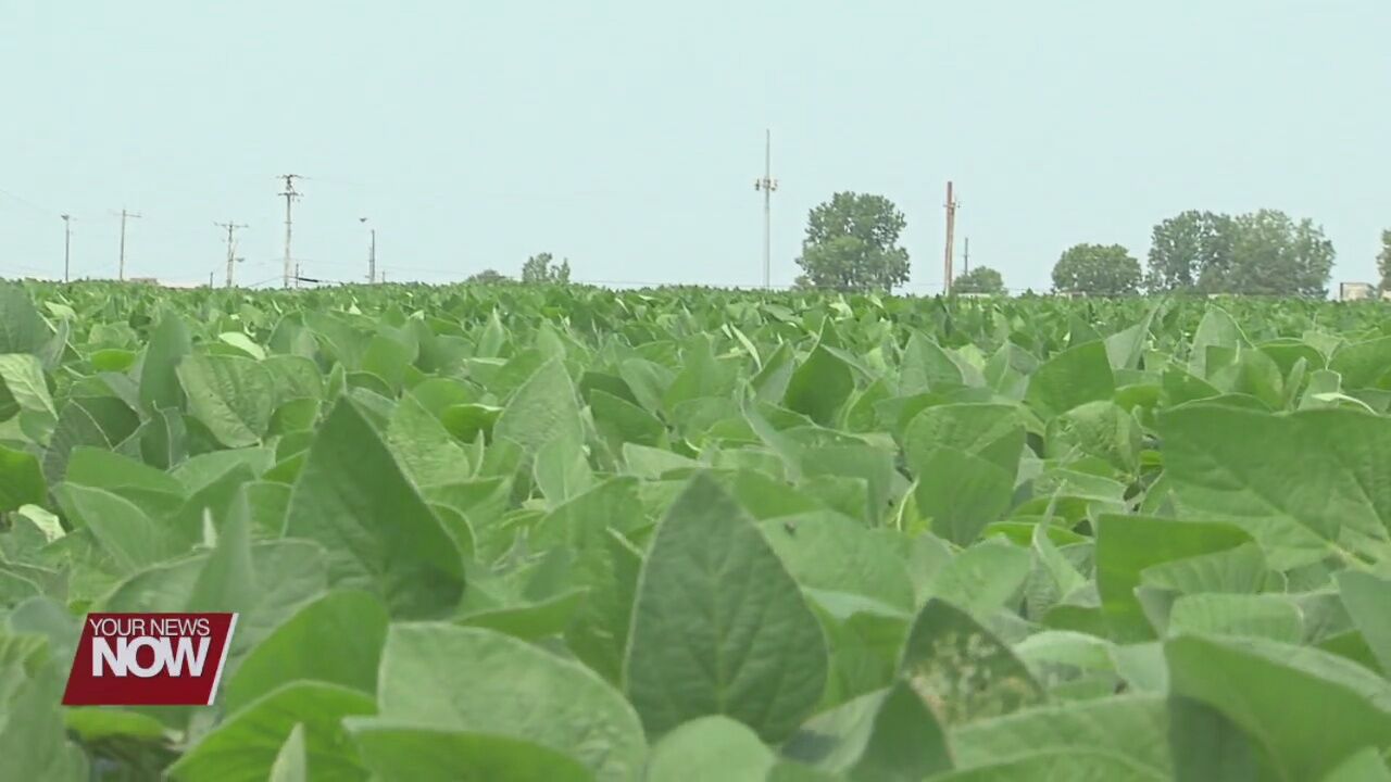 Rain last week and humidity this week is ideal for crop growth, but also pathogens